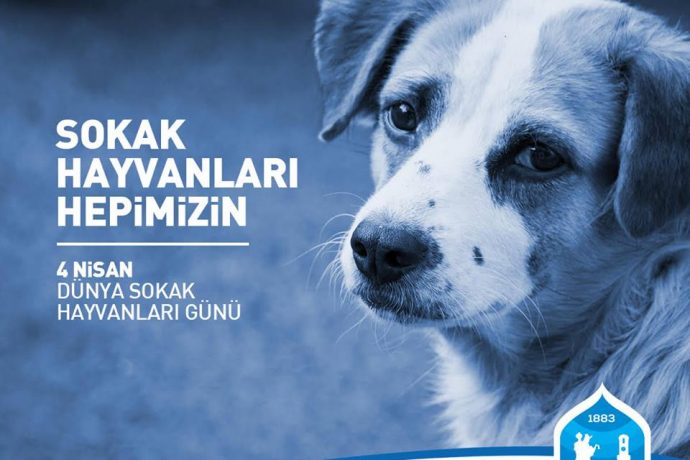 Sokak Hayvanları Hepimizin