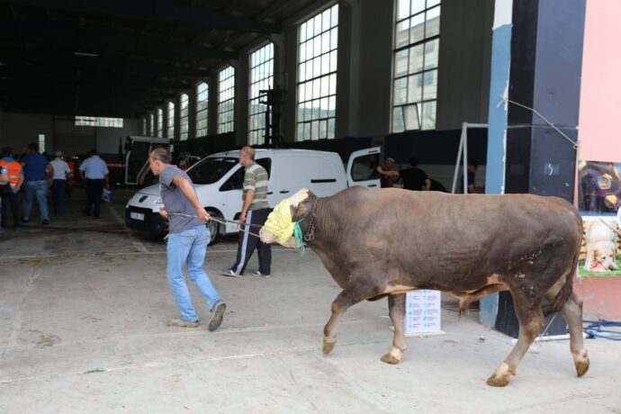 Hemşehrilerimizin Kurban Kesimleri Devam Ediyor